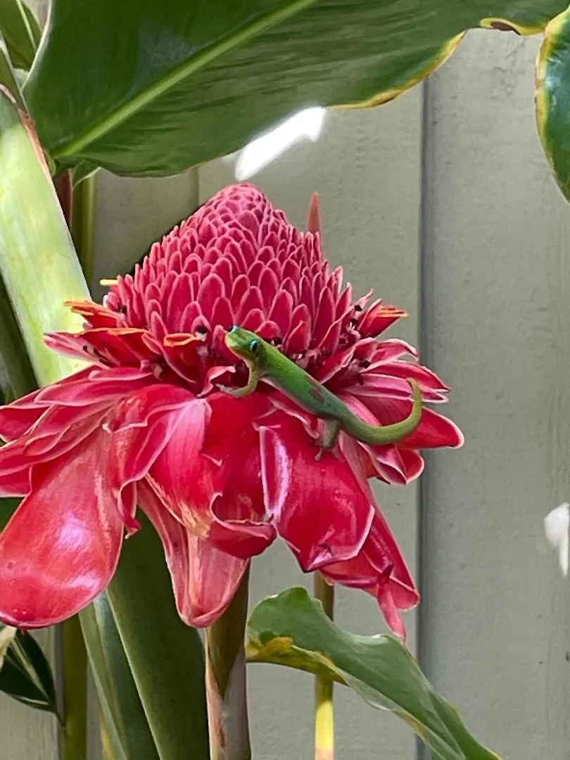 Holiday home Hale Kamaole 344 Villa Wailea